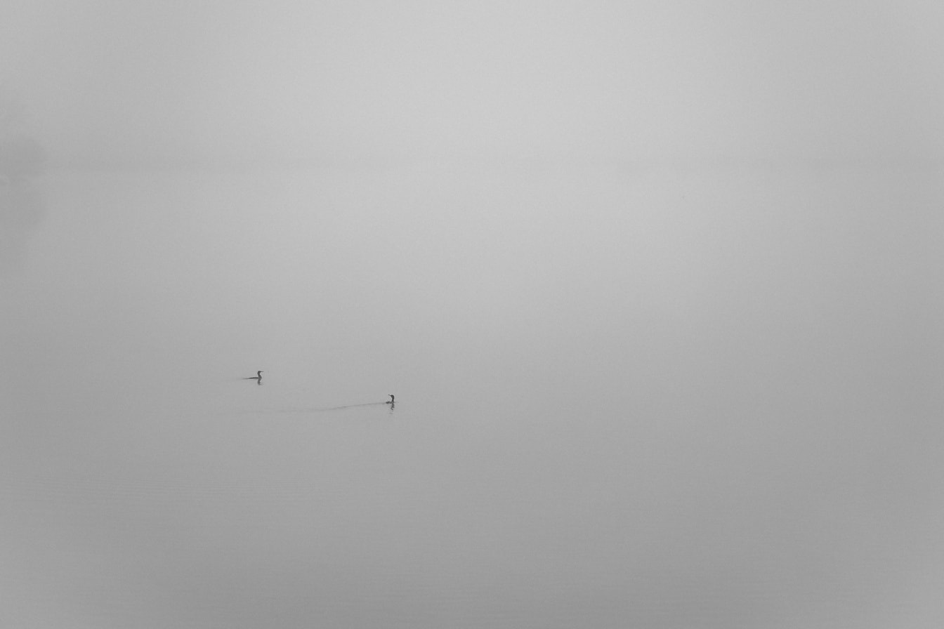 Ảnh đen trắng của chim thủy sinh trên mặt nước trong sương mù dày đặc