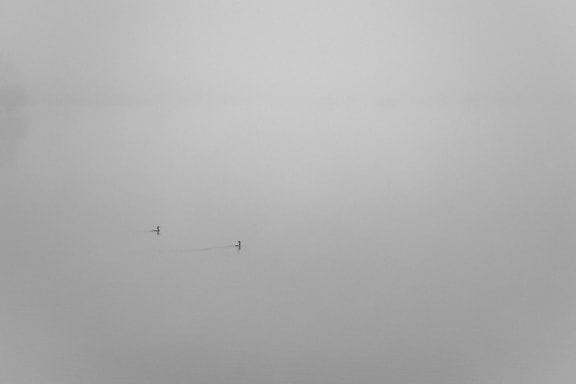 Black and white photograph of aquatic birds on water in dense fog