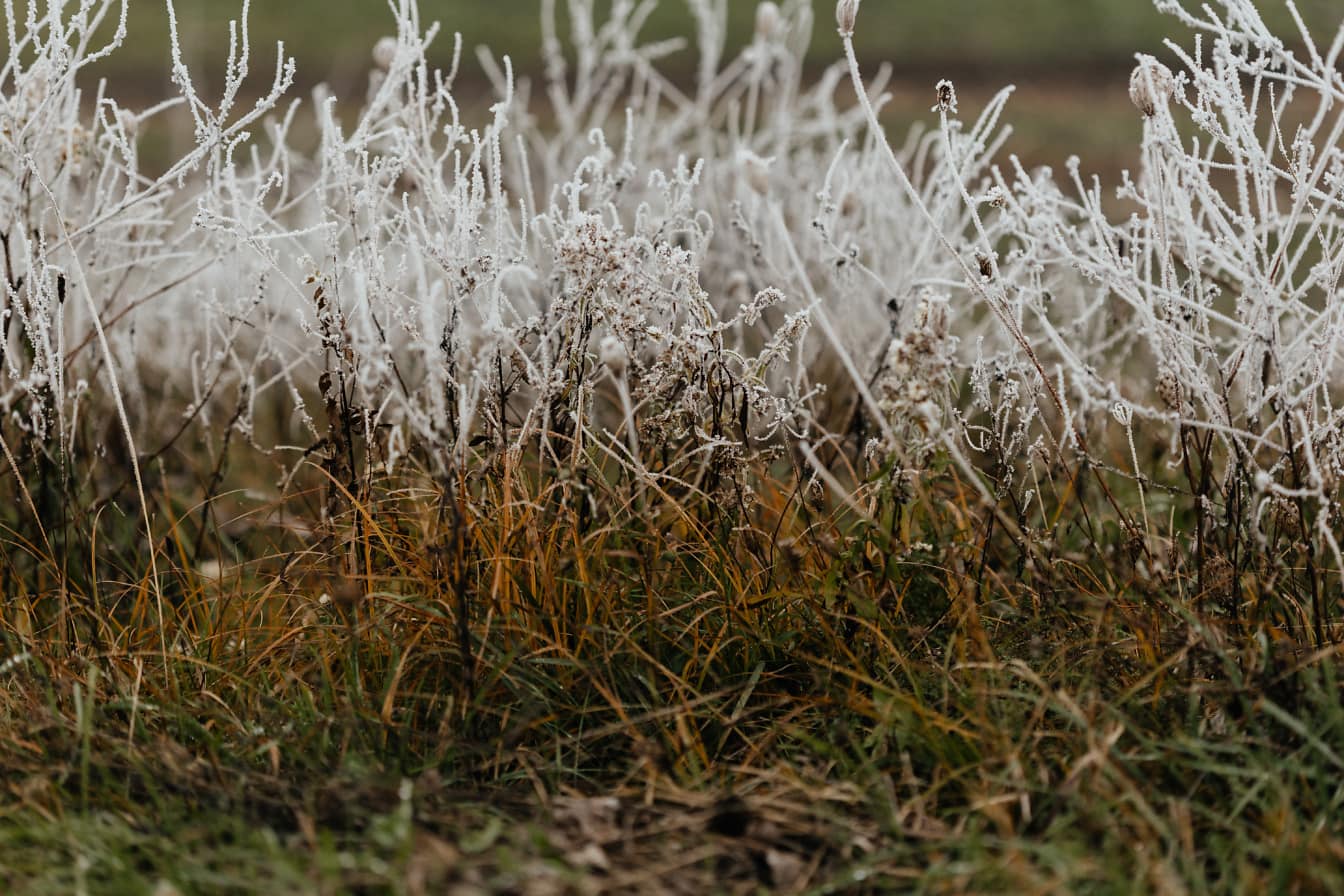 草の上の霜の接写