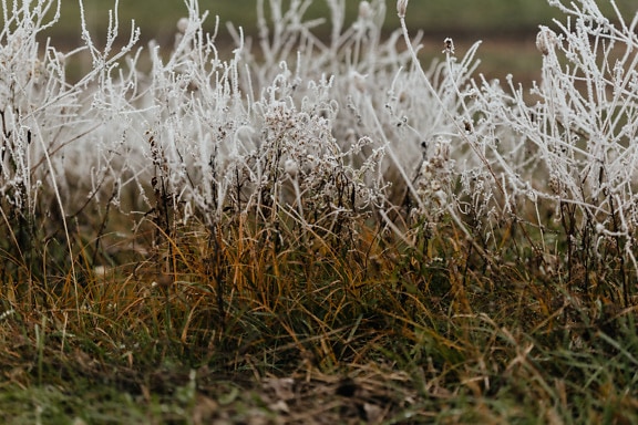 Närbild av frost ovanpå gräs