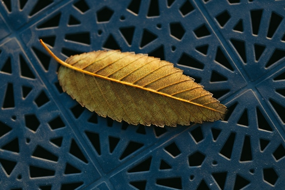 Gelblich-braunes, trockenes Blatt auf blauer Kunststoffoberfläche mit Löchern