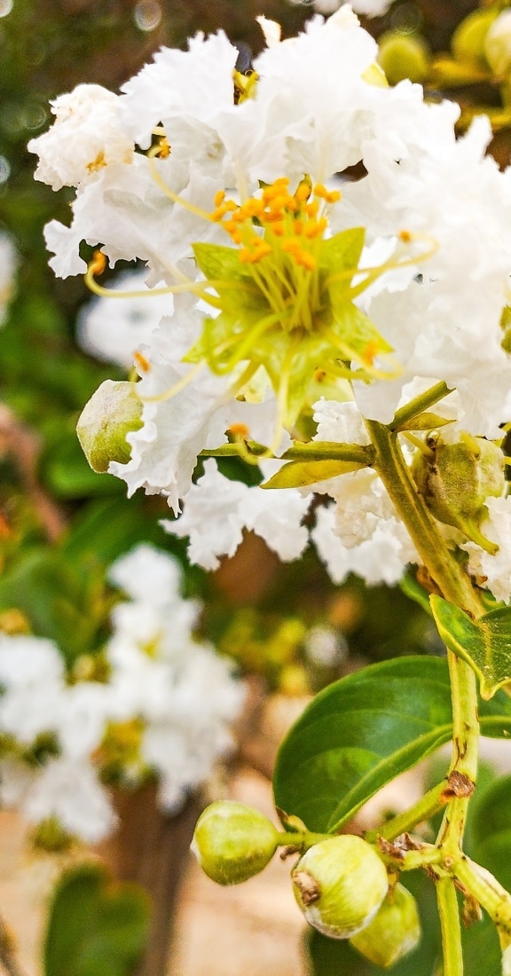 Nærbillede af en hvid blomst på trækvist