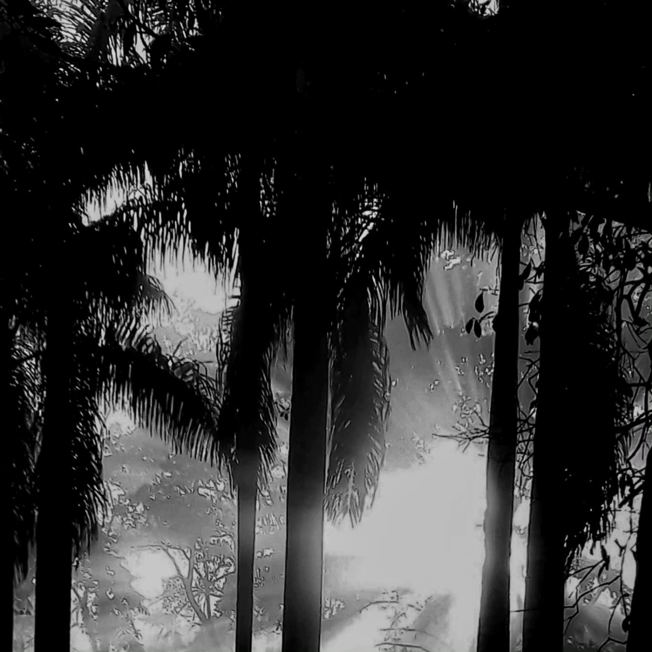 Черно-белая графика солнца, сияющего сквозь деревья