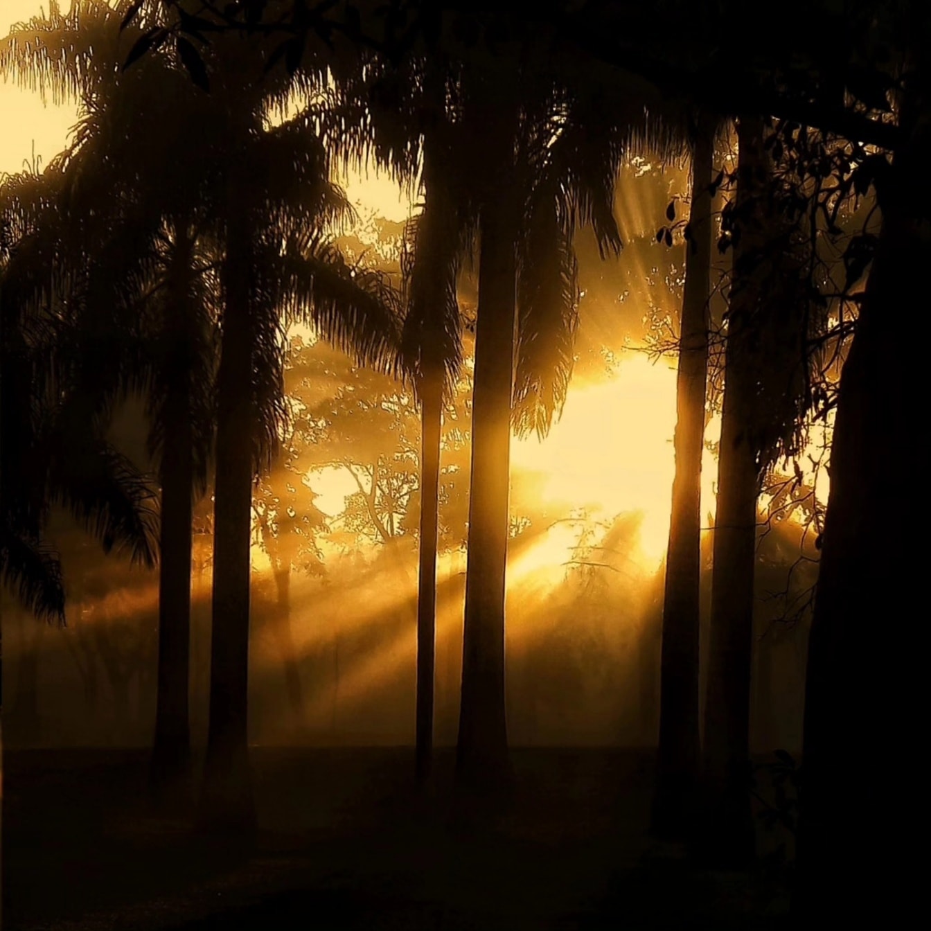 Grafiikka kirkkaista auringonsäteistä pimeässä metsässä, puiden siluetti varjossa