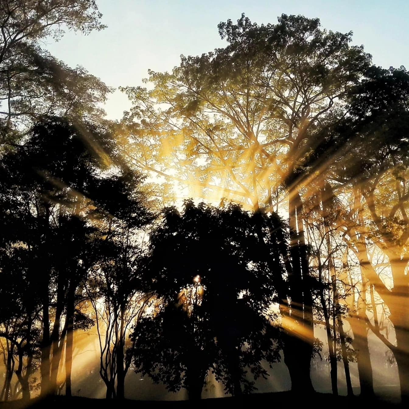 Фотомонтаж на ярка слънчева светлина, грееща през дърветата
