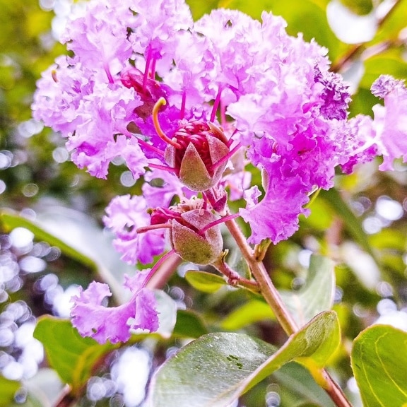 Rosa-violette Blüte an einem Zweig