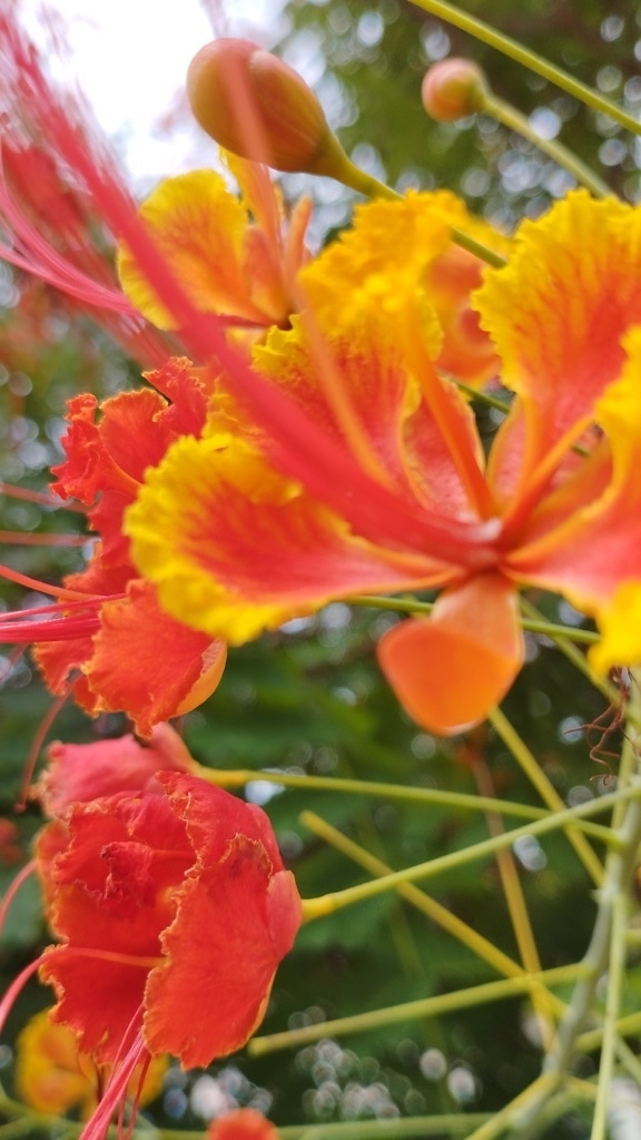 Prim-plan al unei flori de păun (Caesalpinia pulcherrima)