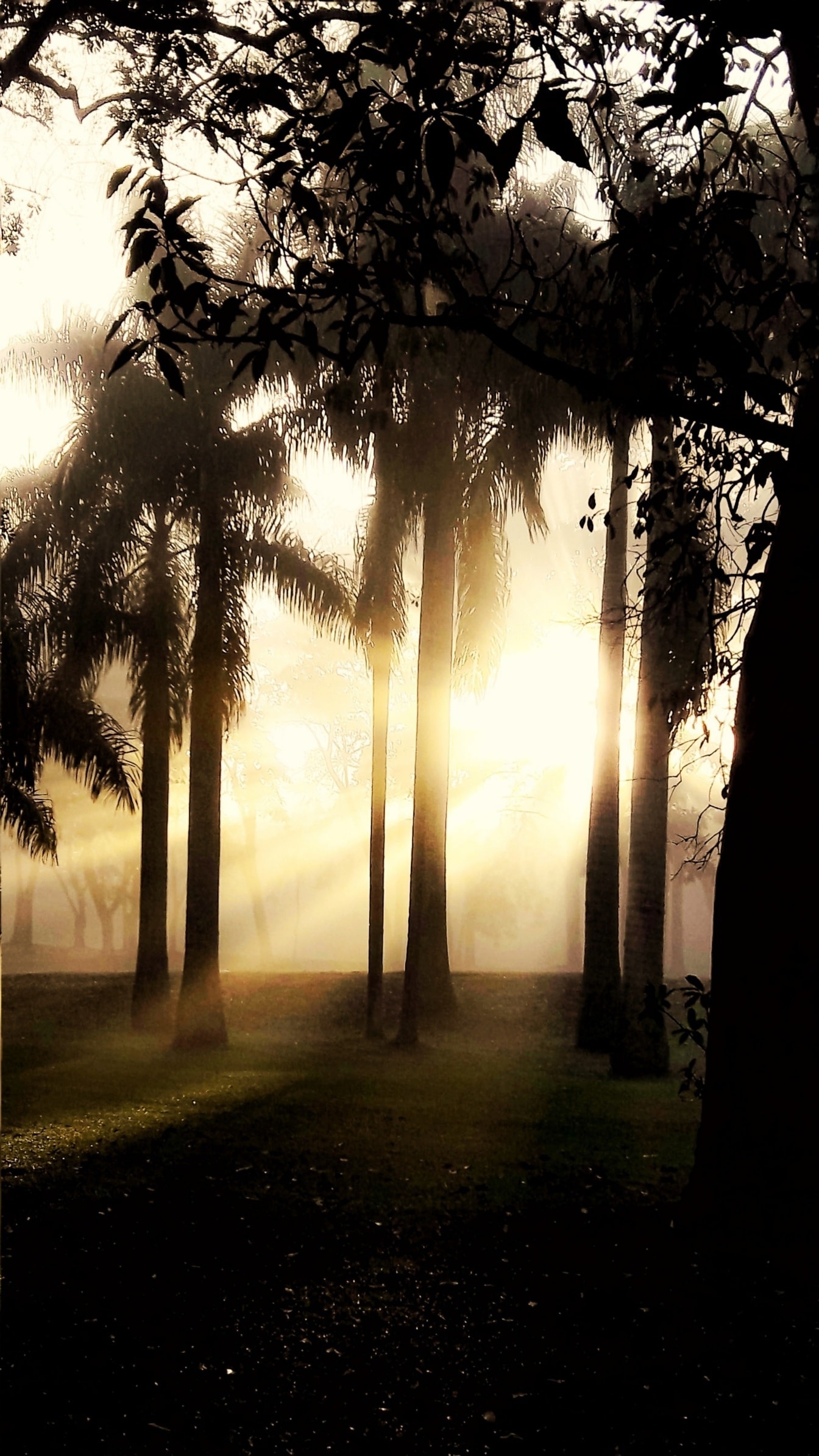 Graphic in sepia style of sunlight in dark forest with silhouette of trees