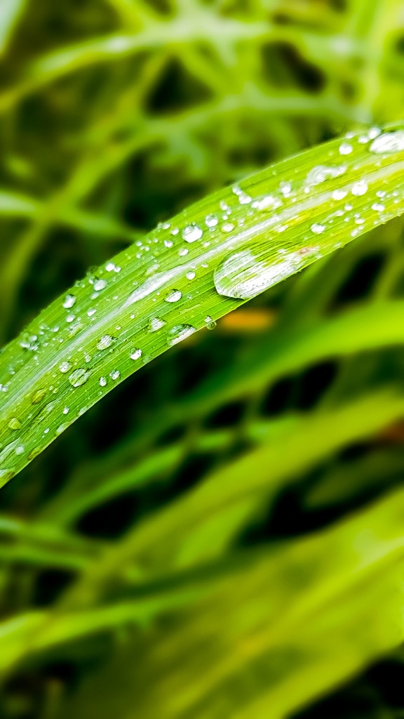 Dew waterdrops on greenish yellow leaf of grass
