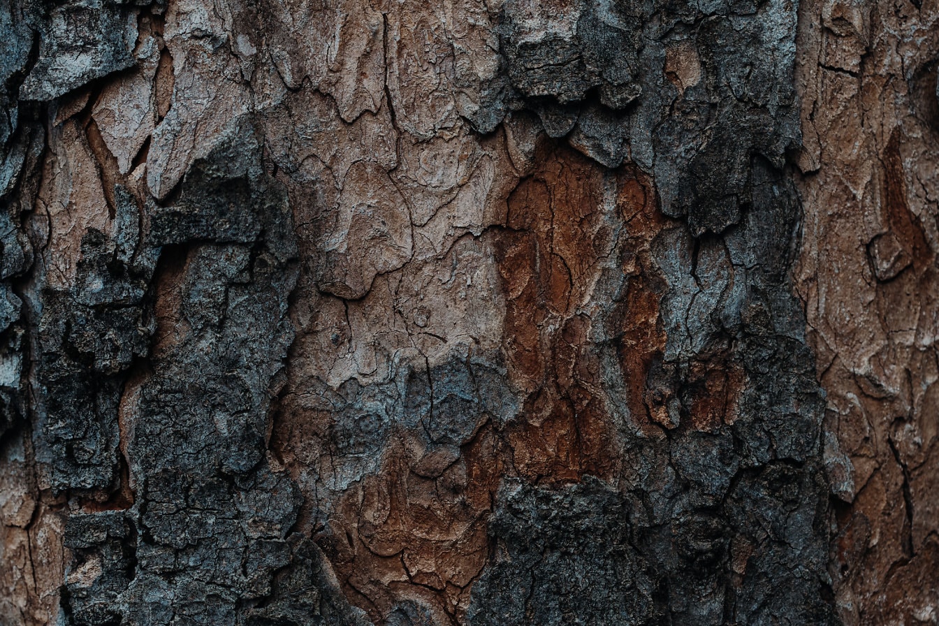 Textura spálené kůry stromů