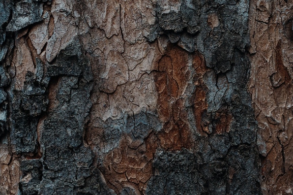 Textura spálené kůry stromů