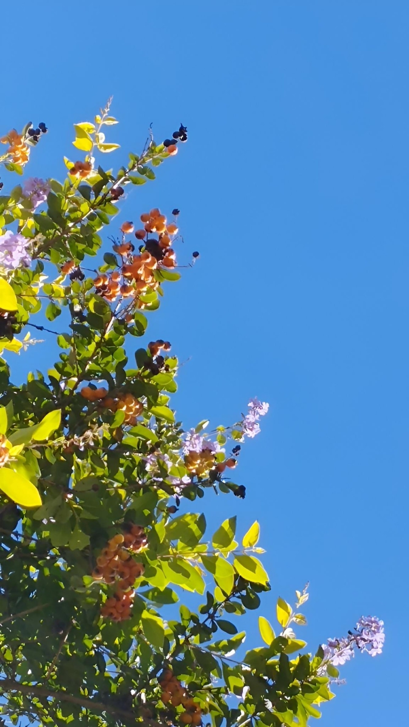 Δέντρο με κιτρινωπό πορτοκαλί μούρα και λουλούδια με φύλλα
