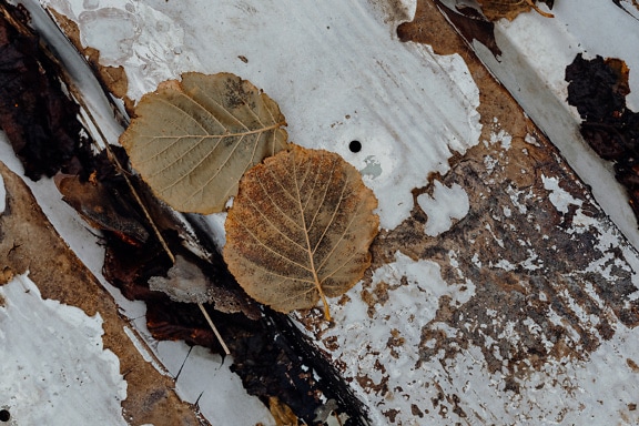 Folhas marrons secas em uma superfície metálica enferrujada pintada de branco