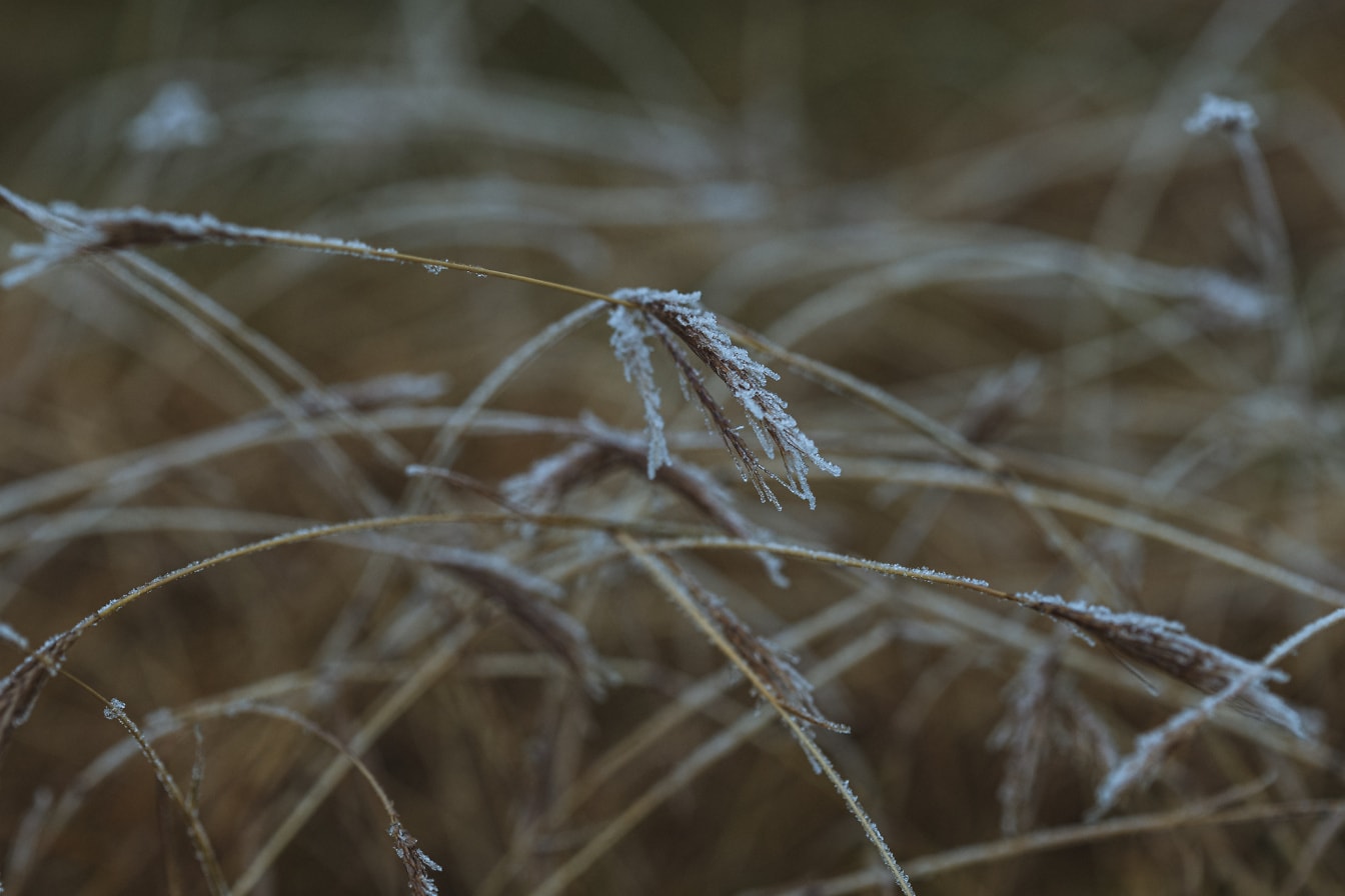 Close-up de um pouco de grama seca com geada no caule