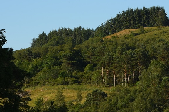 Gröna tallar på toppen av sluttningen på våren