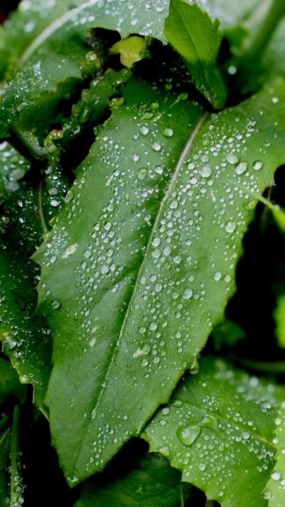 응축된 이슬이 맺힌 짙은 녹색 잎의 클로즈업