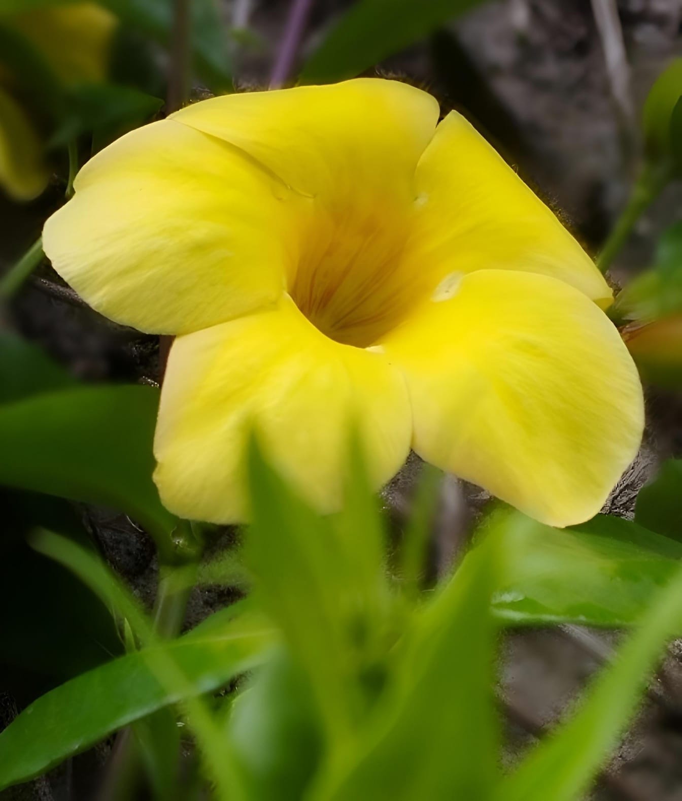 Жълто цвете със зелени листа, известно като храст Allamanda (Allamanda schottii)
