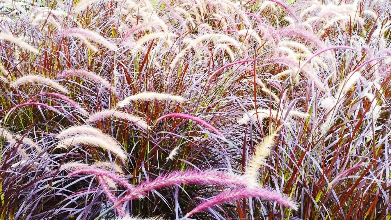 Field of purplish grass (Pennisetum setaceum rubrum)