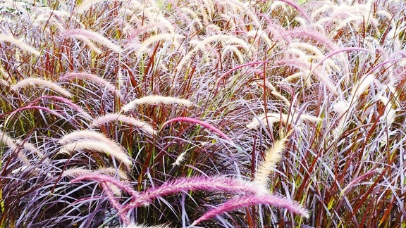 Feld mit violettem Gras (Pennisetum setaceum rubrum)