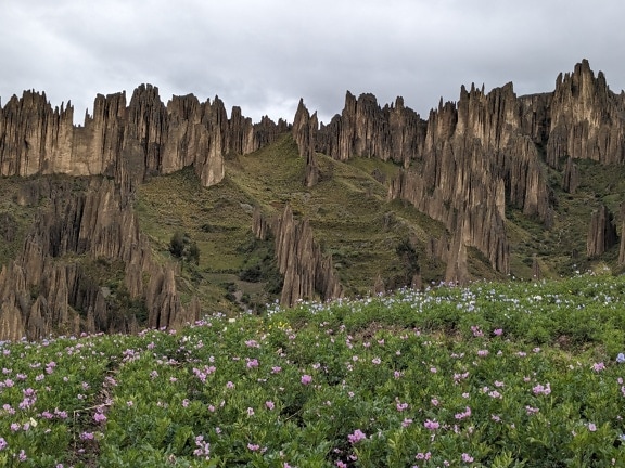 Fält med purpurfärgade blommor med höga klippformationer i Lost Dutchman State Park