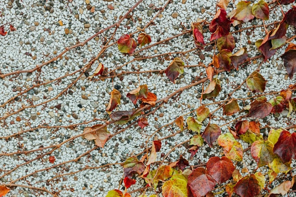 Parede de seixos coberta com hera com folhas murchas