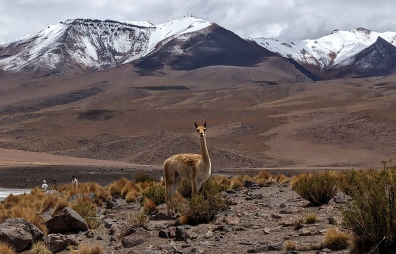 Vicuña-eläin (Lama vicugna) eteläamerikkalainen kameli, joka seisoo korkealla Andeilla