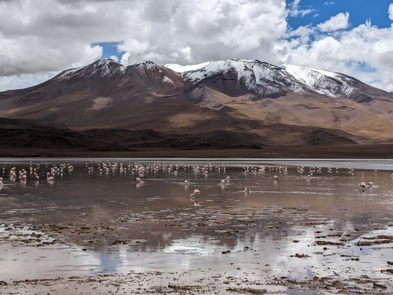 一群火烈鸟在玻利维亚的 laguna Hedionda