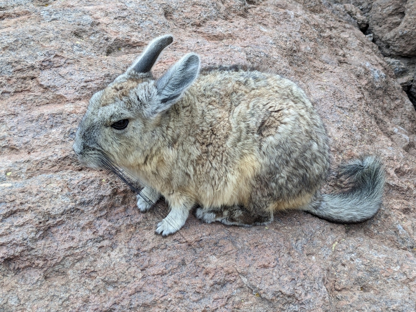 Viscacha selatan, hewan pengerat kecil asli Amerika Selatan, menyerupai kelinci (Lagidium viscacia)