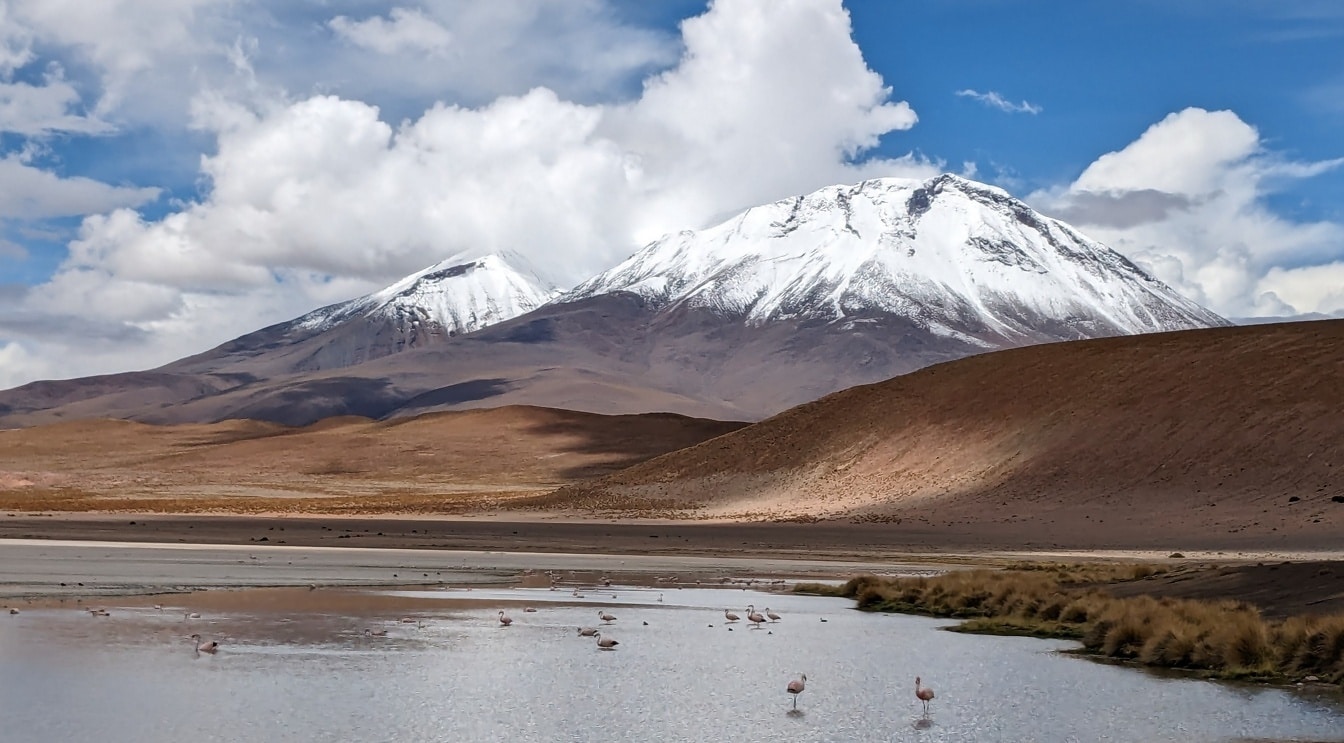 Flock of flamingos in a lake with a snowy mountain in the background