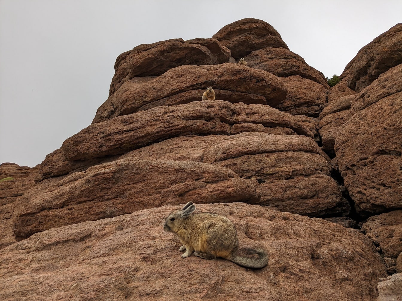 The southern viscacha (Lagidium viscacia) animal on a rock in Peruvian desert