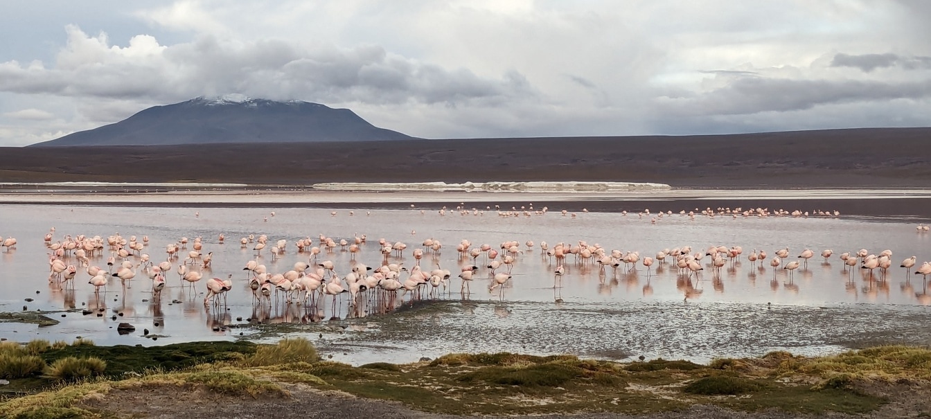 Göldeki flamingolar Eduardo Avaroa Bolivya’daki And ulusal fauna rezervi