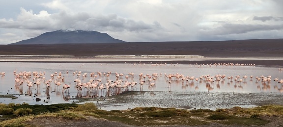Flamingos in einem See Eduardo Avaroa Nationale Fauna der Anden in Bolivien