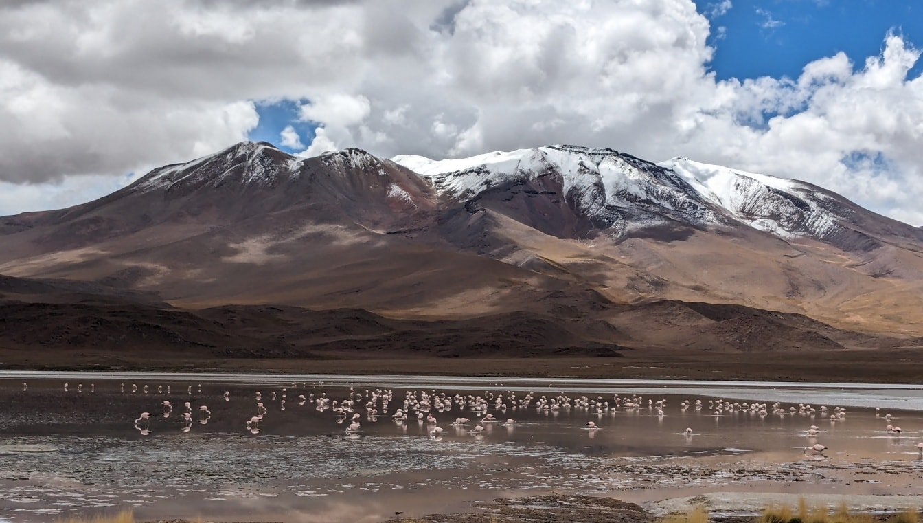 Chim hồng hạc trong một hồ nước ở khu bảo tồn động vật quốc gia Eduardo Avaroa Andean