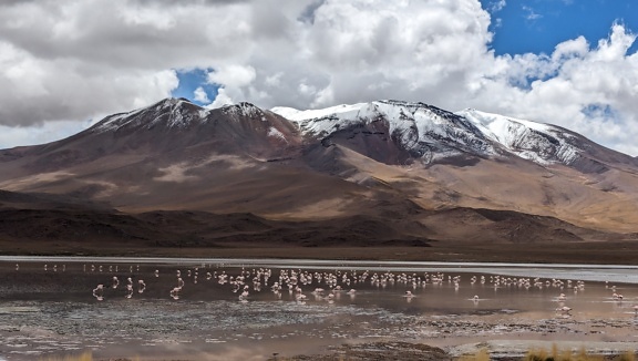 Roze flamingo’s in een meer in Eduardo Avaroa Andes nationaal faunareservaat