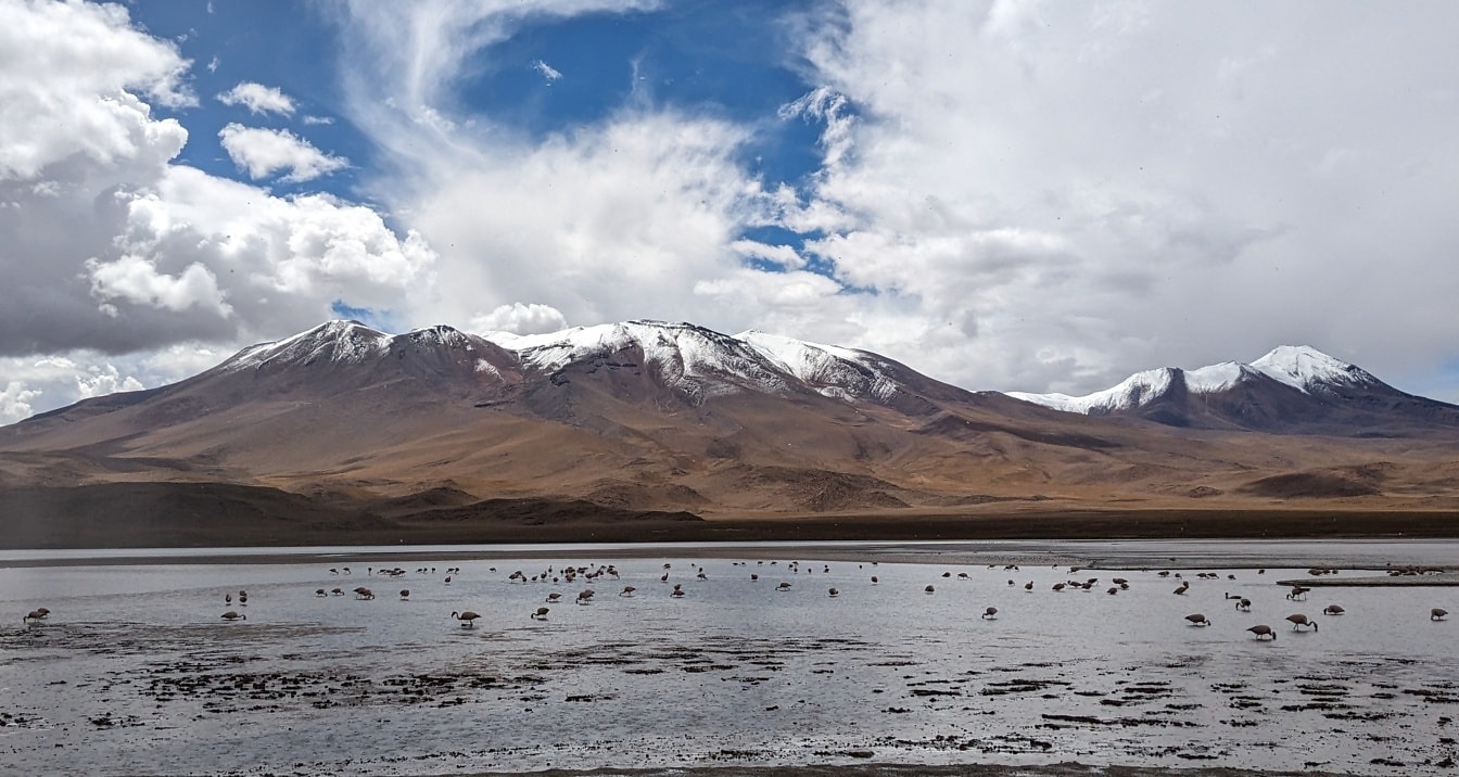 Pássaros em um lago na reserva de fauna nacional andina Eduardo Avaroa
