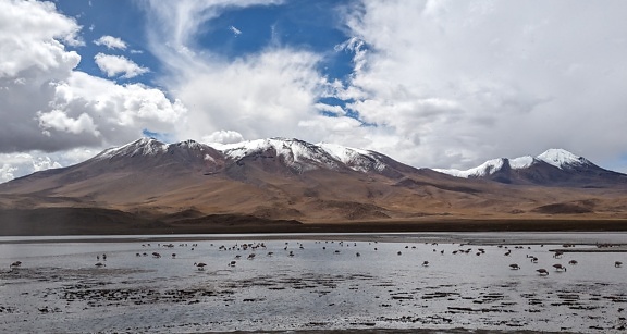 Birds in a lake in Eduardo Avaroa Andean national fauna reserve