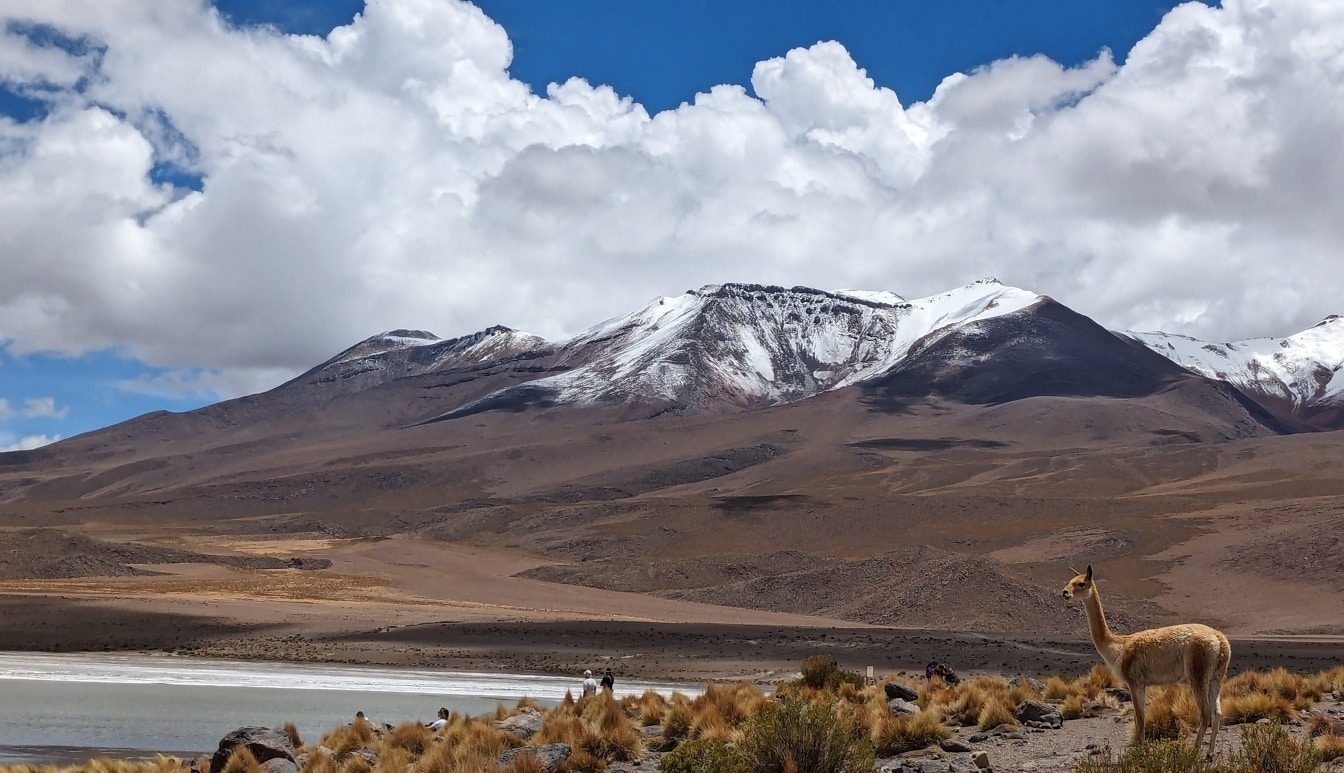 Laama Vicuña -eläin (Lama vicugna) järven rannalla Atacaman autiomaassa