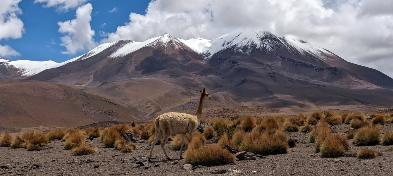 Hewan Llama Vicuña (Lama vicugna) berjalan di padang pasir di Andes yang bersalju