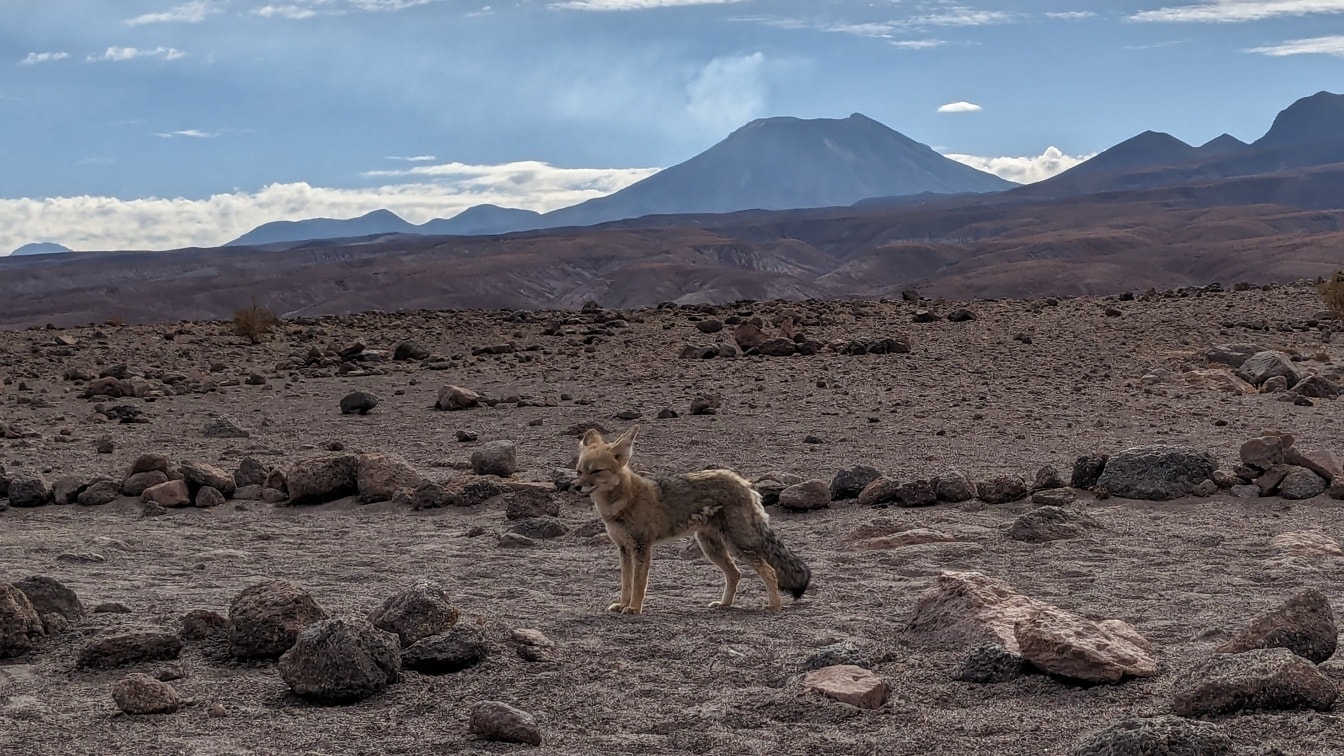 Um Culpeo ou raposa andina em pé em um deserto (Lycalopex culpaeus)