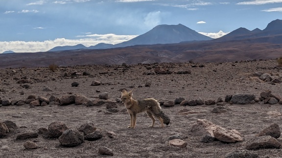 A Culpeo or Andean fox standing in a desert (Lycalopex culpaeus)