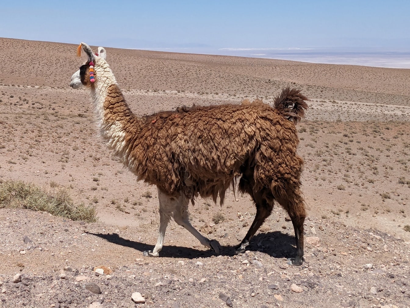 Domestikovaný peruánsky láma v púšti s dekoráciou na ušiach (Lama glama)