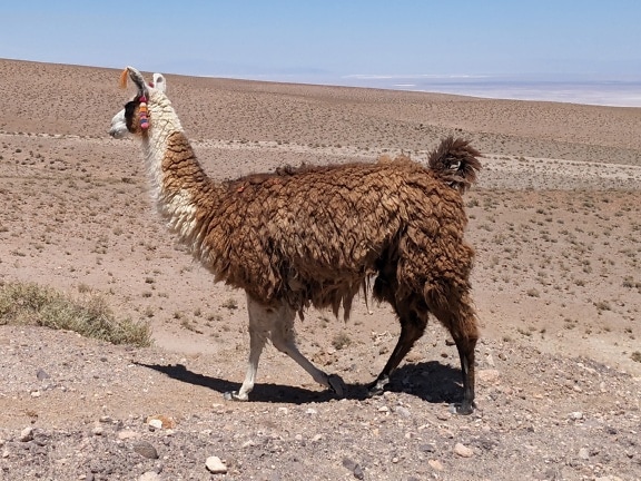 Lama péruvien domestiqué dans un désert avec décoration sur les oreilles (Lama glama)