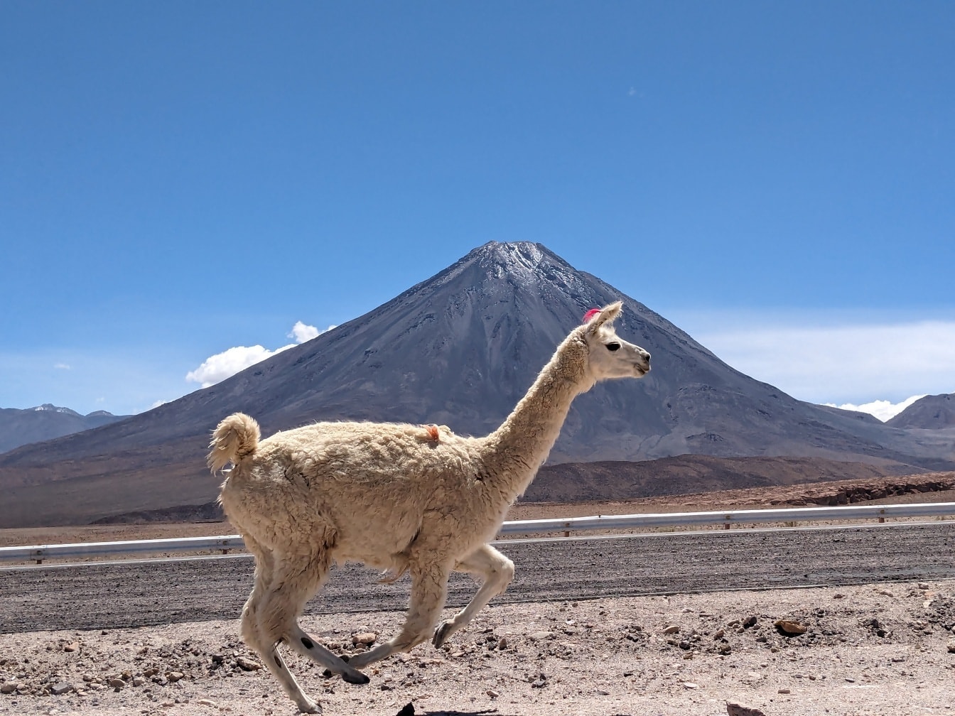 lama (Lama glama) een gedomesticeerde Zuid-Amerikaanse kameelachtige die in de Boliviaanse woestijn loopt