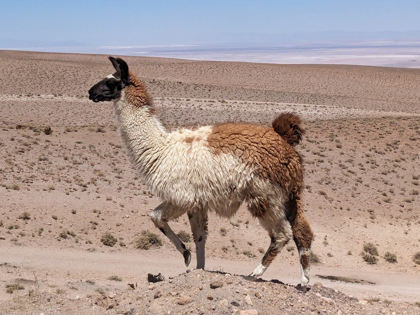 ลามะเปรูเดินบนเนินเขาในทะเลทรายที่ระดับความสูง (Lama glama)