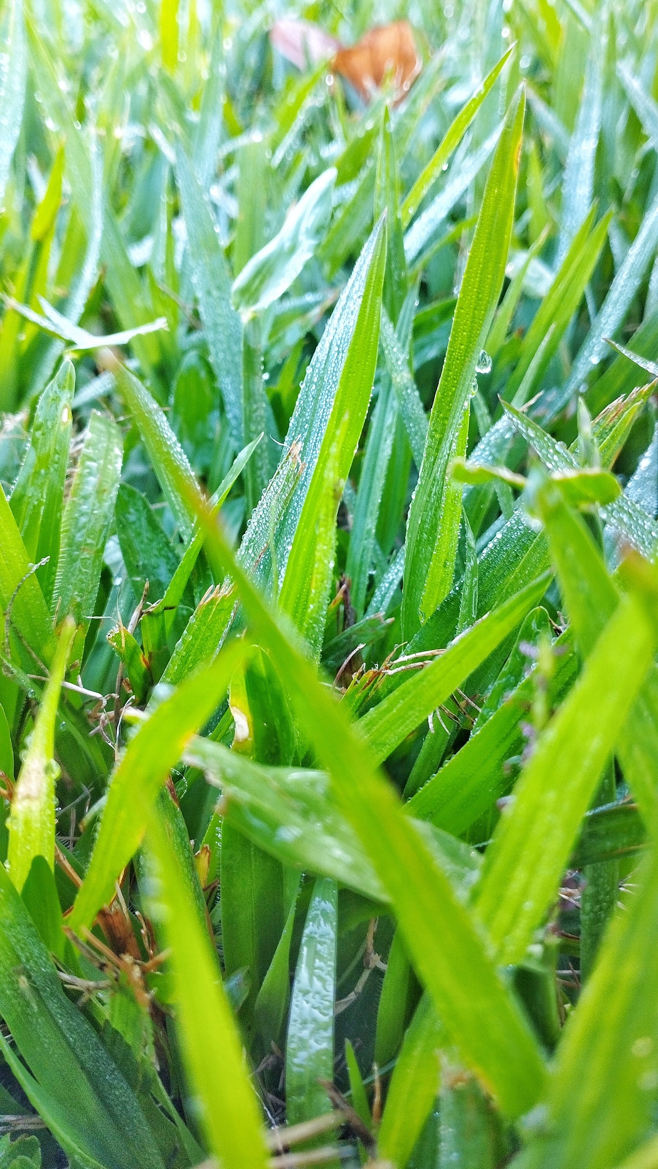 Primo piano dell’erba verde con goccioline d’acqua su di esso