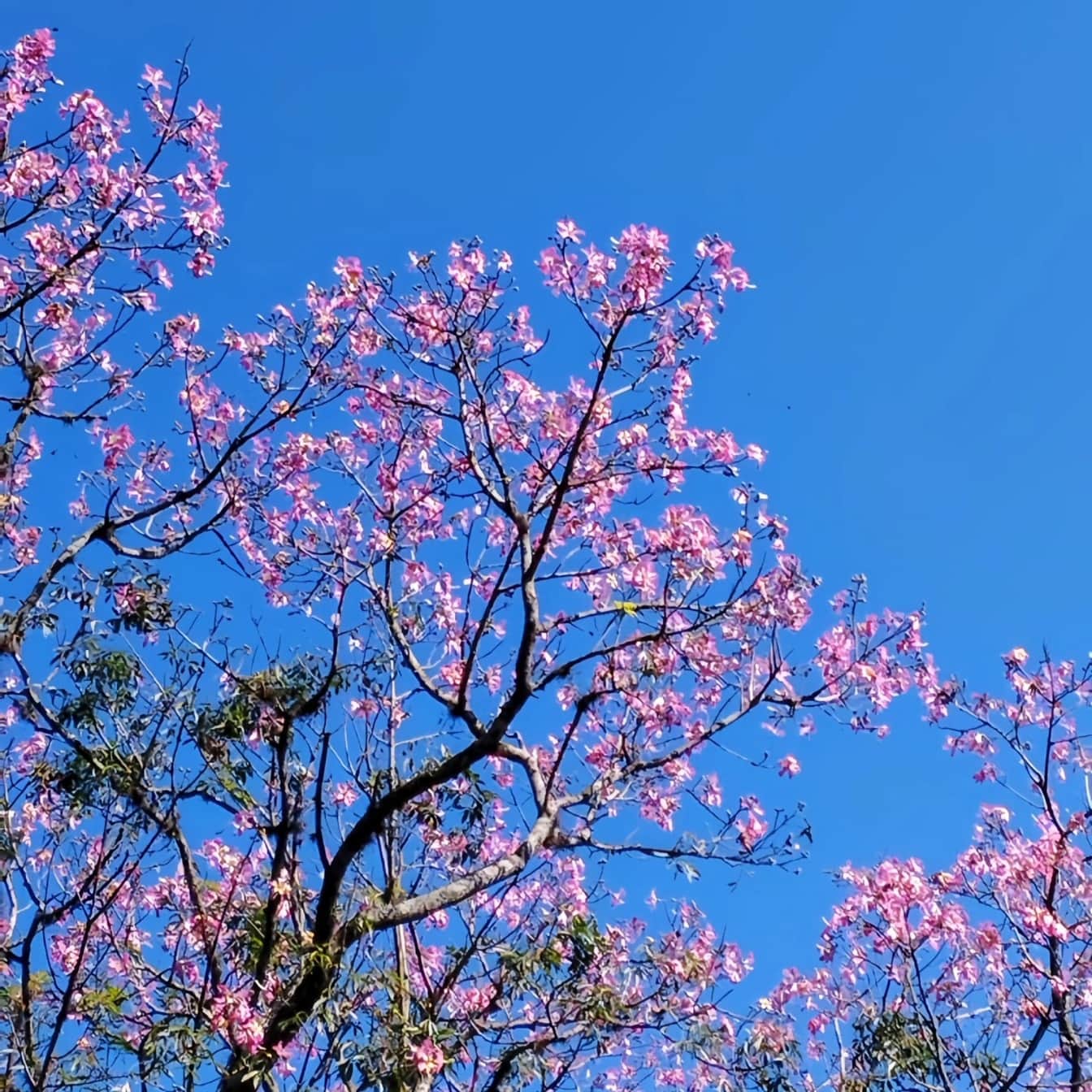Pohon dengan bunga merah muda di musim semi