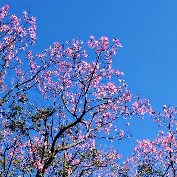 봄에 분홍색 꽃이 피는 나무