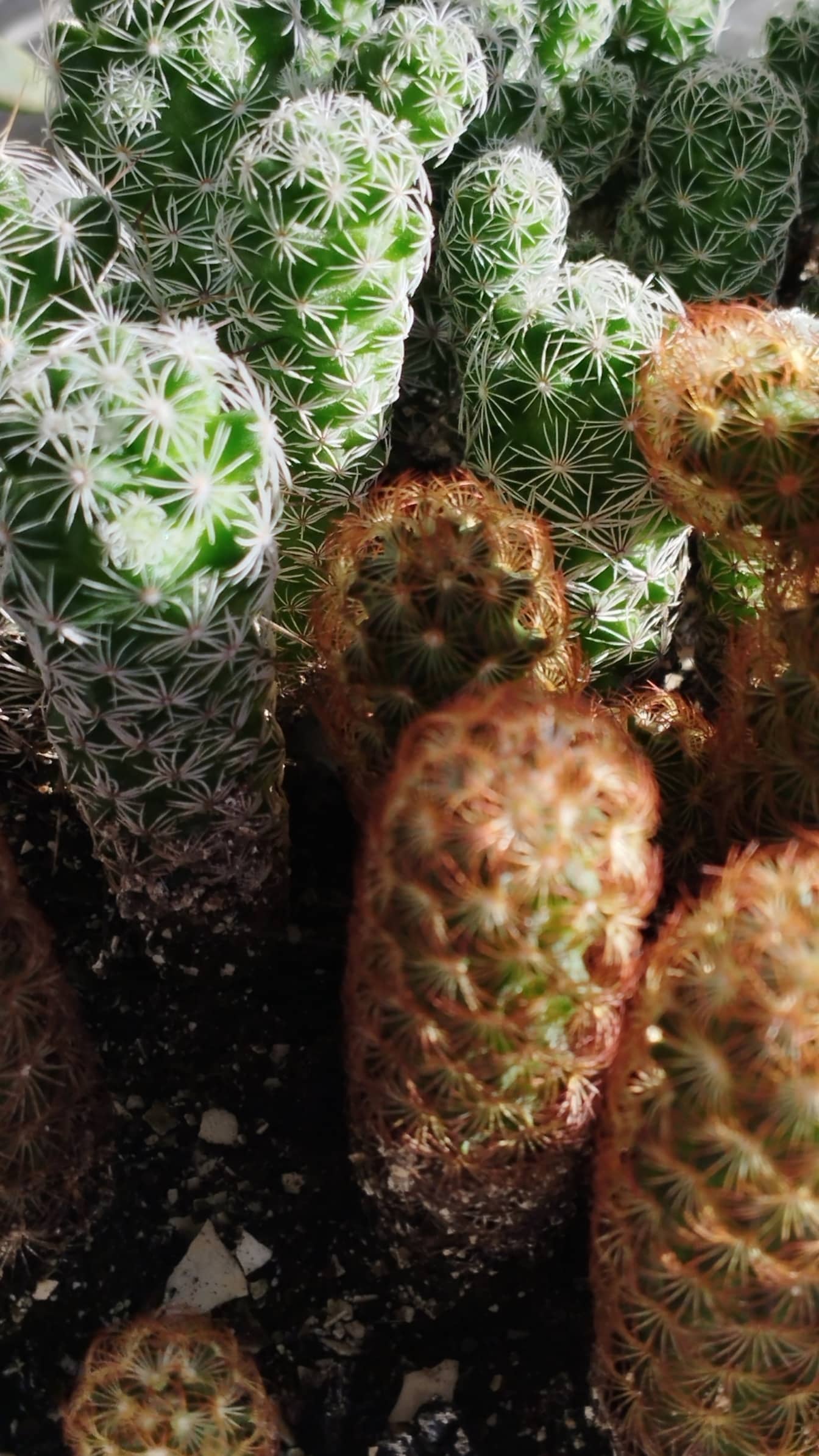Vingerhoed cactus (Mammillaria gracilis fragilis)