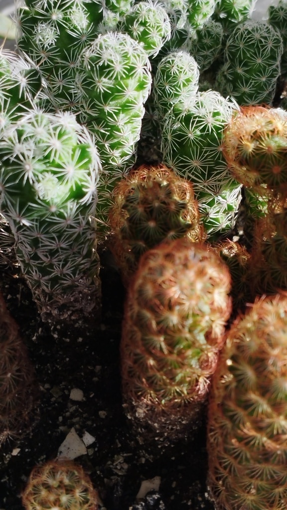 Thimble cactus (Mammillaria gracilis fragilis)