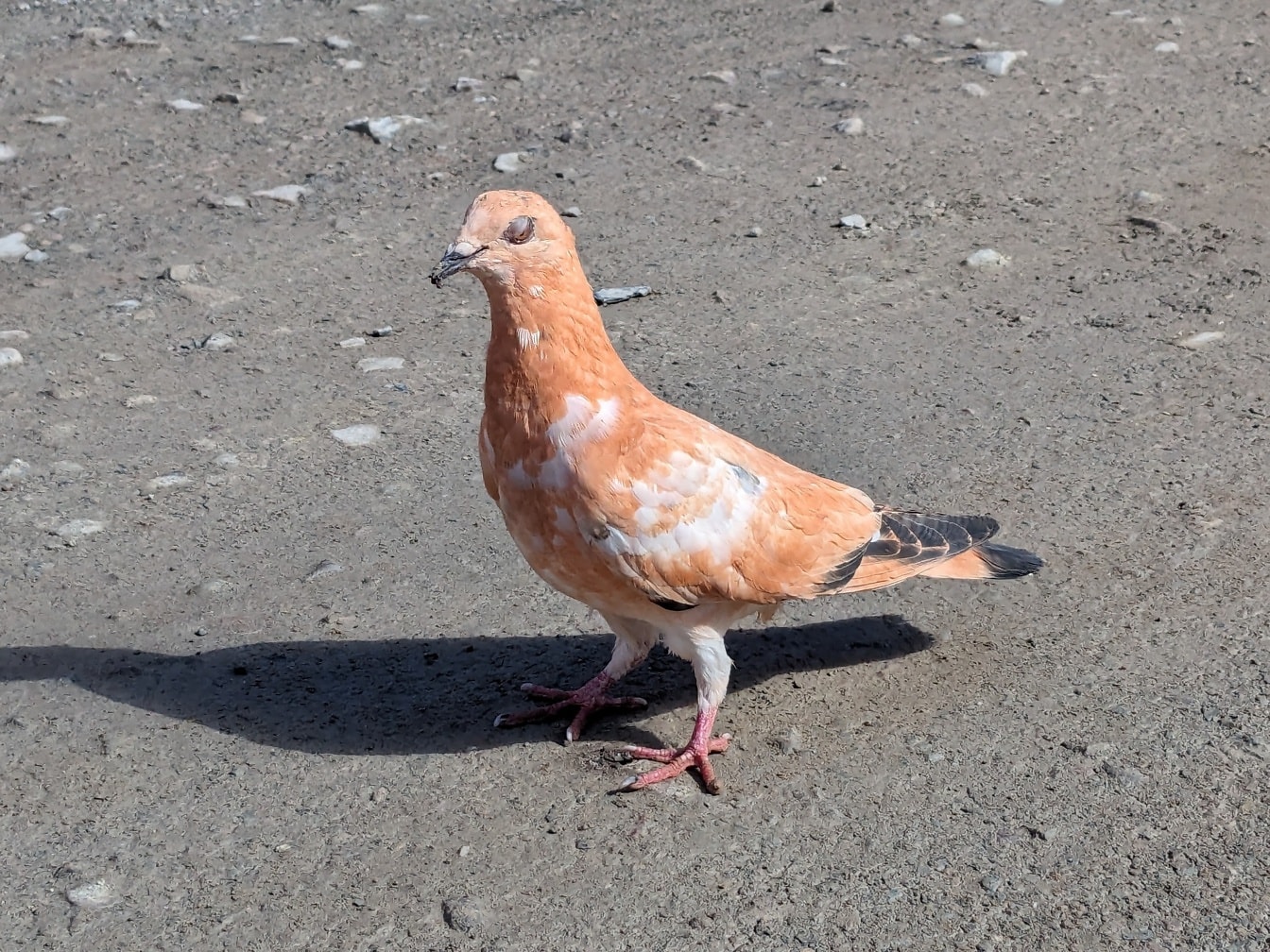 Obyčajný holub s hnedastým perím charakteristickým pre holuby v Južnej Amerike